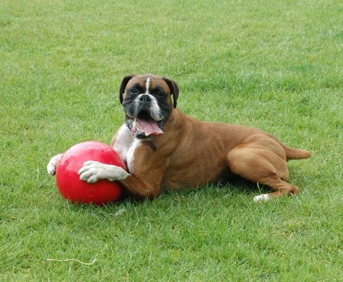 Red Boomer Ball with Boxer dog