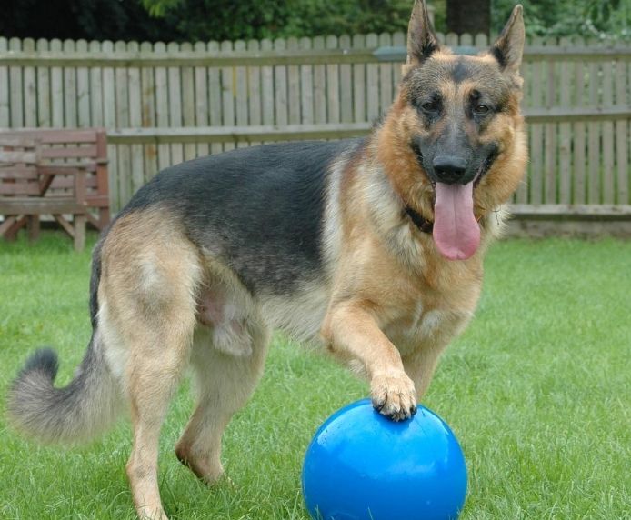 German Shepherd Dog with large blue Boomer Ball