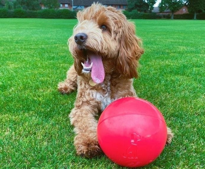 Groodle with red Boomer Ball