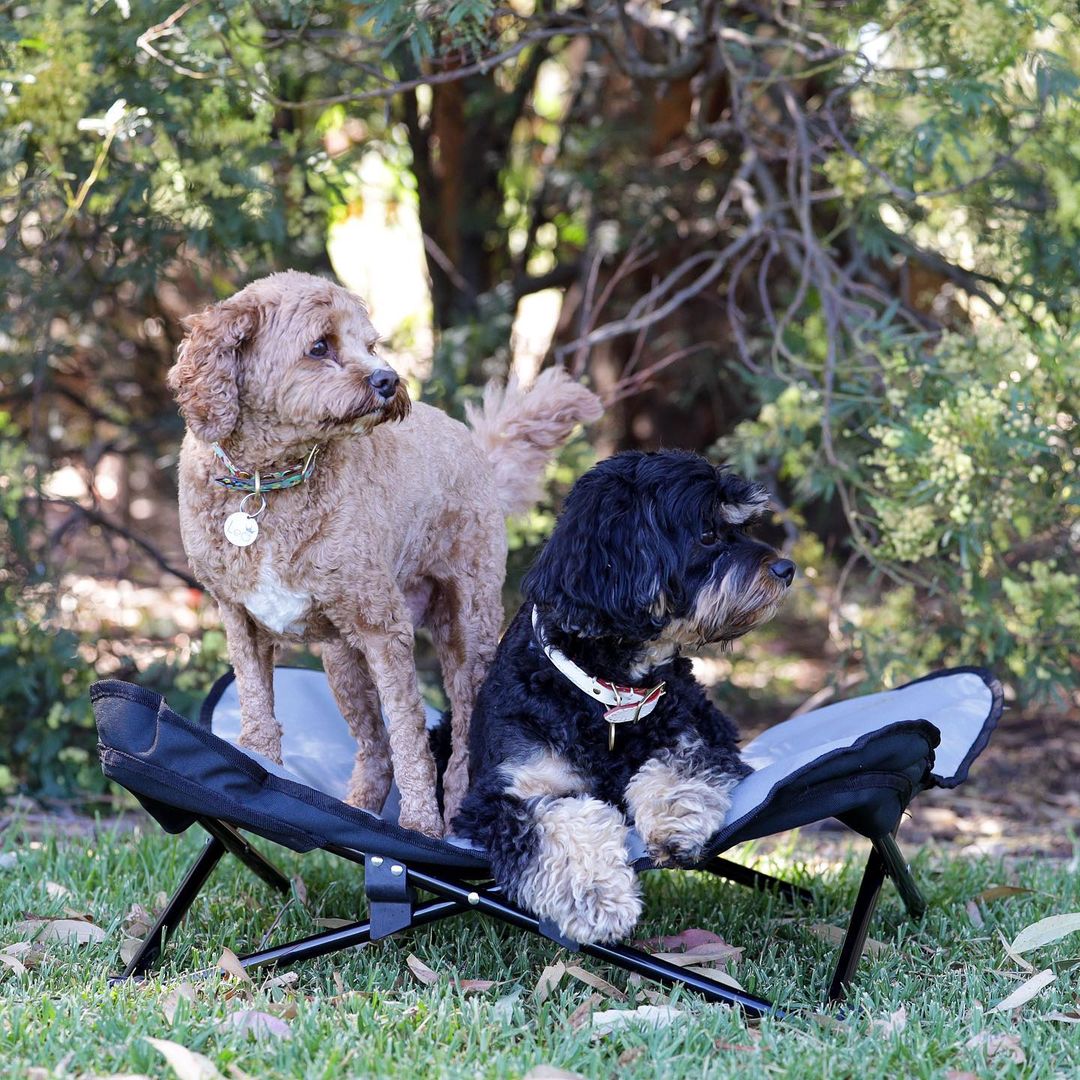 CHARLIE'S – Foldable Outdoor Pet Chair