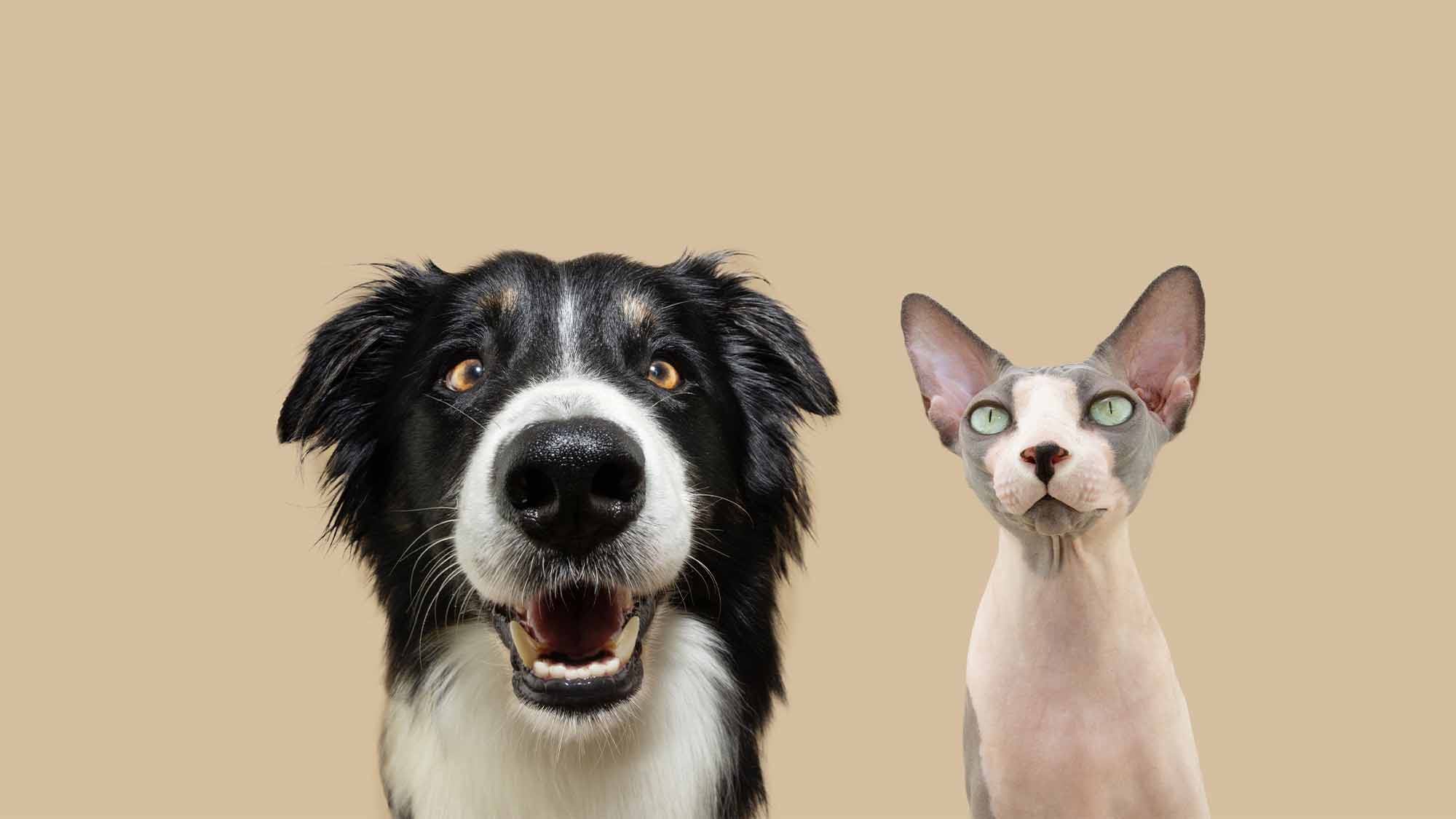 Border collie and sphynx cat