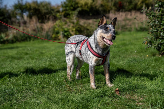 Halti Comfy Harness Lifestyle photo with Cattle Dog