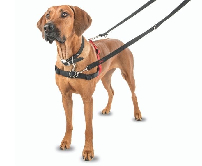 Halti Front Control Harness size L attached to a Halti Training Lead on a dog