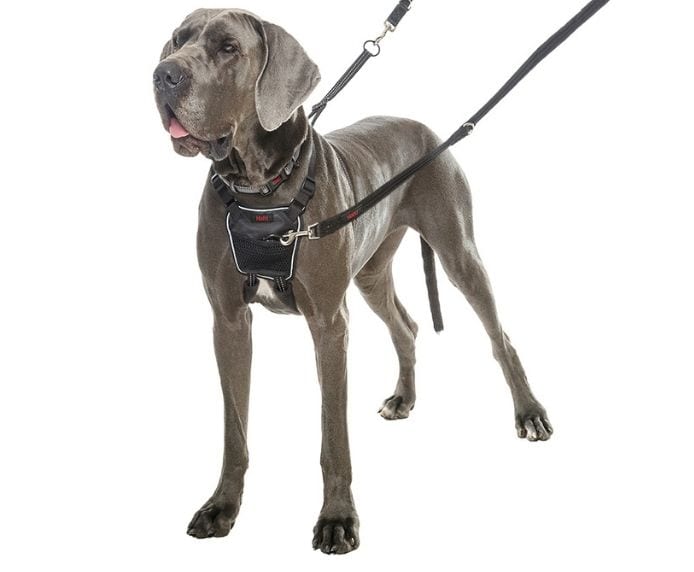 Halti No Pull Harness attached to a Halti Training Lead on a large dog