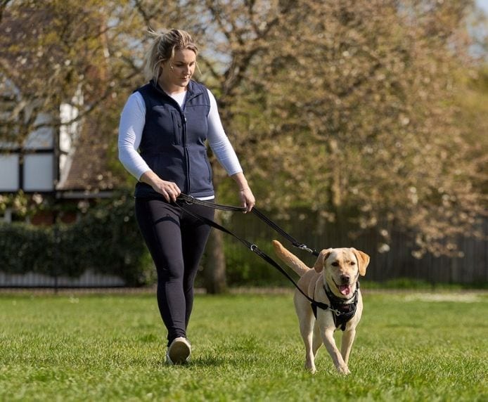 Woman walking a Labrador wearing a Halti No Pull Harness attached to a Halti Training Lead - view from front