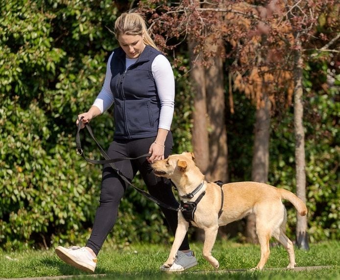 Woman walking a Labrador wearing a Halti No Pull Harness attached to a Halti Training Lead - view from side