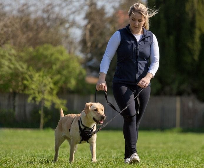 Halti Training Lead on Dog with Double Clips in Use