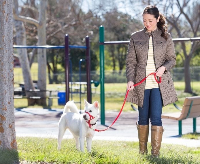 Halti Training Lead on Dog with Single Clip attached to a Halti Head Collar on Dog