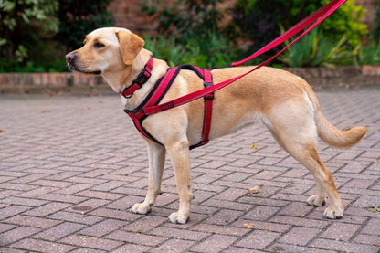 Halti Walking Comfy Harness Lifestyle photo with Labrador