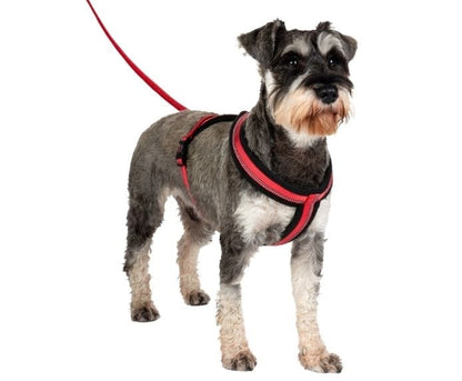 Halti Walking Comfy Harness XS on a miniature schnauzer