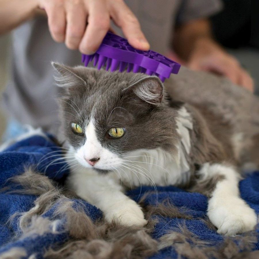 KONG ZoomGroom, cat being brushed