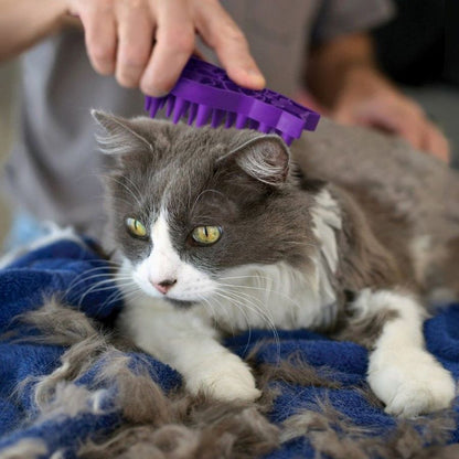 KONG ZoomGroom, cat being brushed