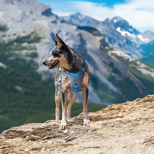 KURGO® Journey Air Dog Harness worn by a dog standing on mountainside