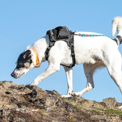 KURGO® Stash n’ Dash Harness worn by dog on a hike