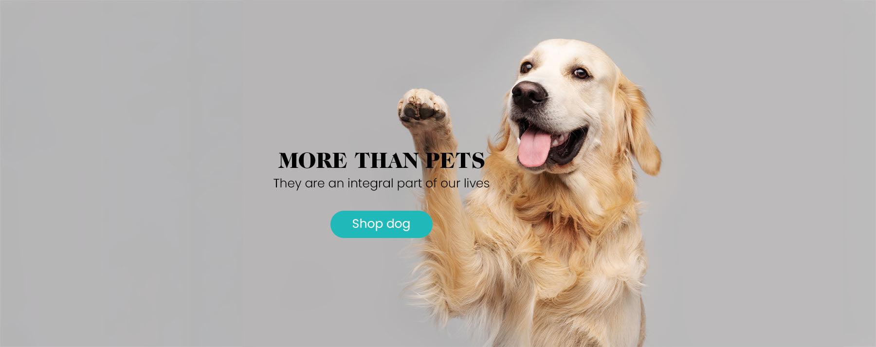 More Than Petz landing page - happy golden retriever