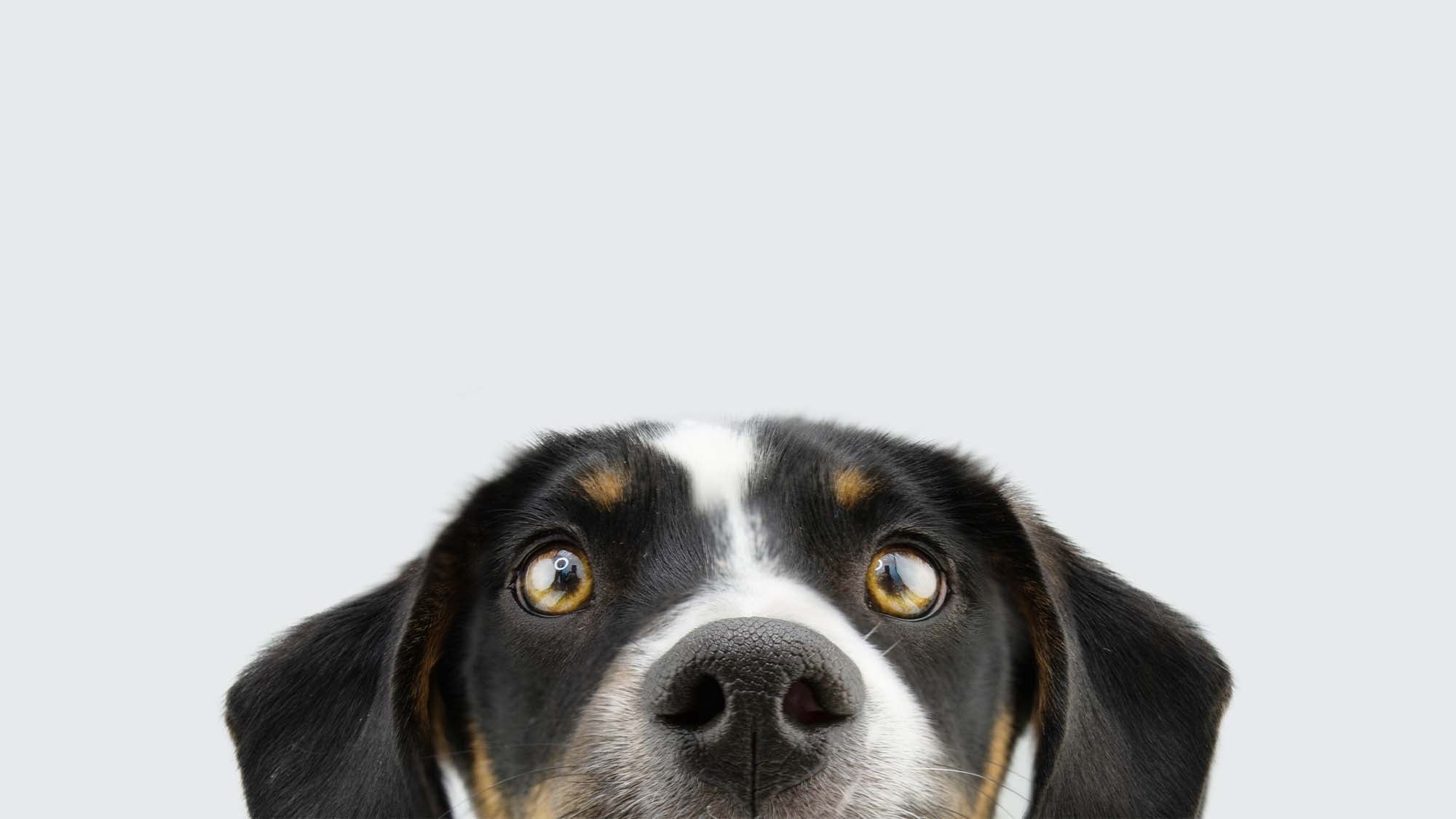 Dog peeking out from bottom of image