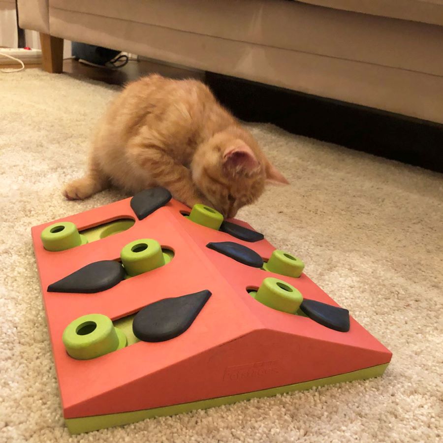 Nina Ottosson Melon Madness Puzzle n Play kittens