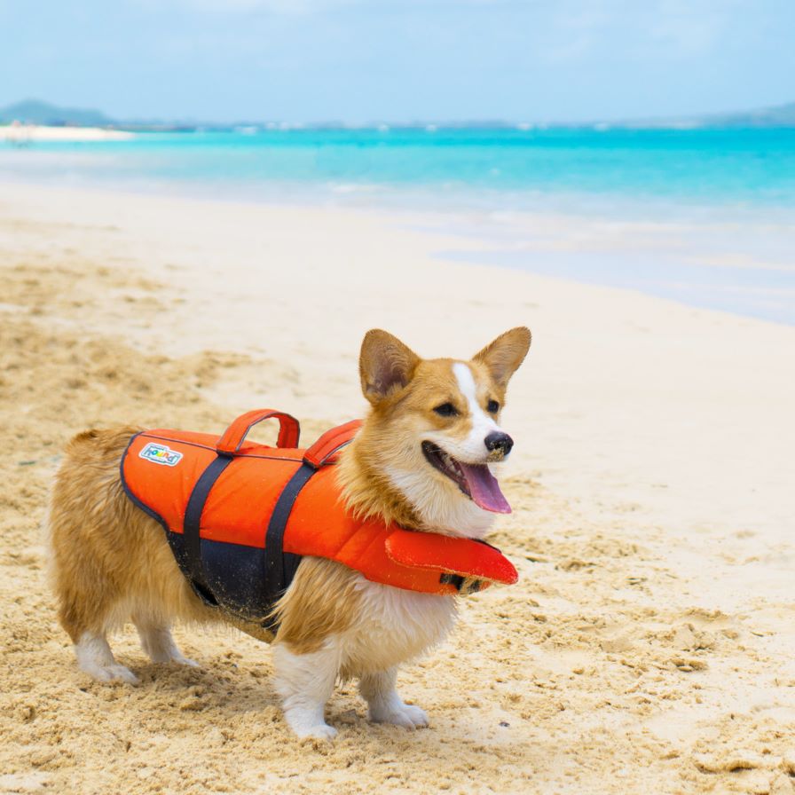 Outward Hound Granby Dog Life Jacket on a Corgi