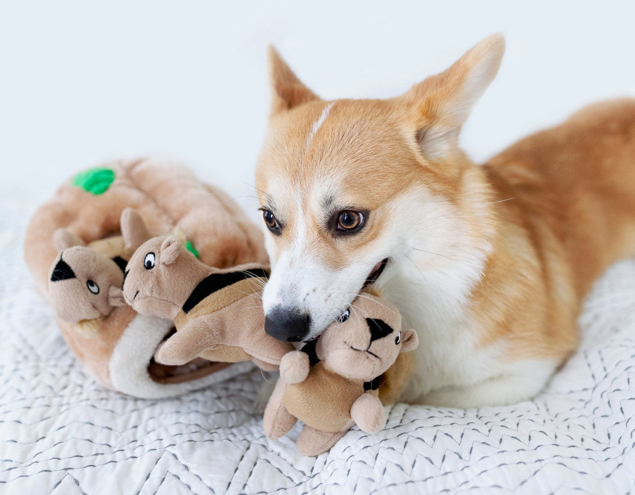 Corgi playing with OUTWARD HOUND Hide-A-Squirrel