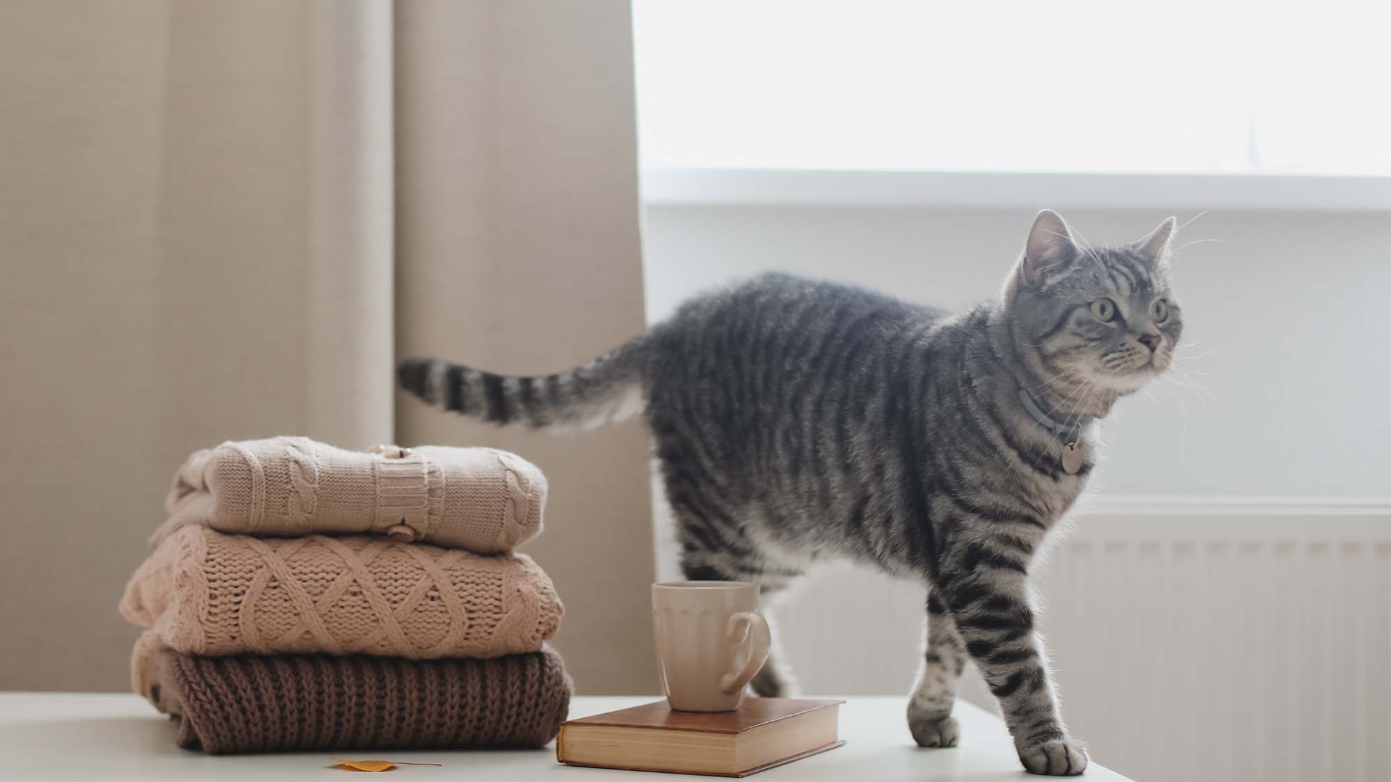 Cozy home atmosphere with a cat candle book and sweaters