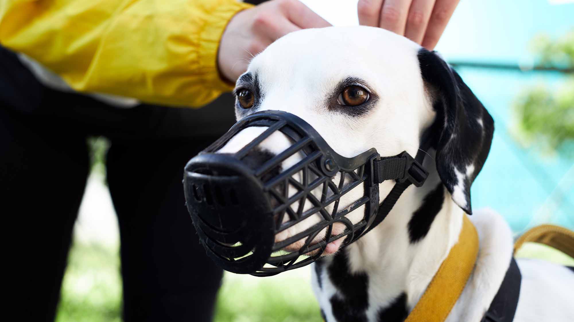 A dog with a muzzle