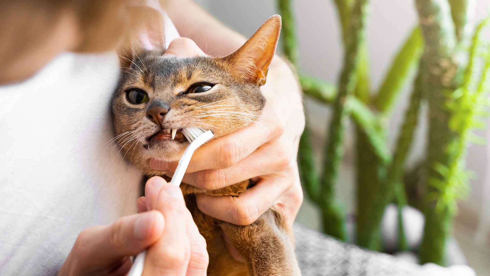 Man in white tshirt brushing cute blue Abyssinian cat's teeth at home 