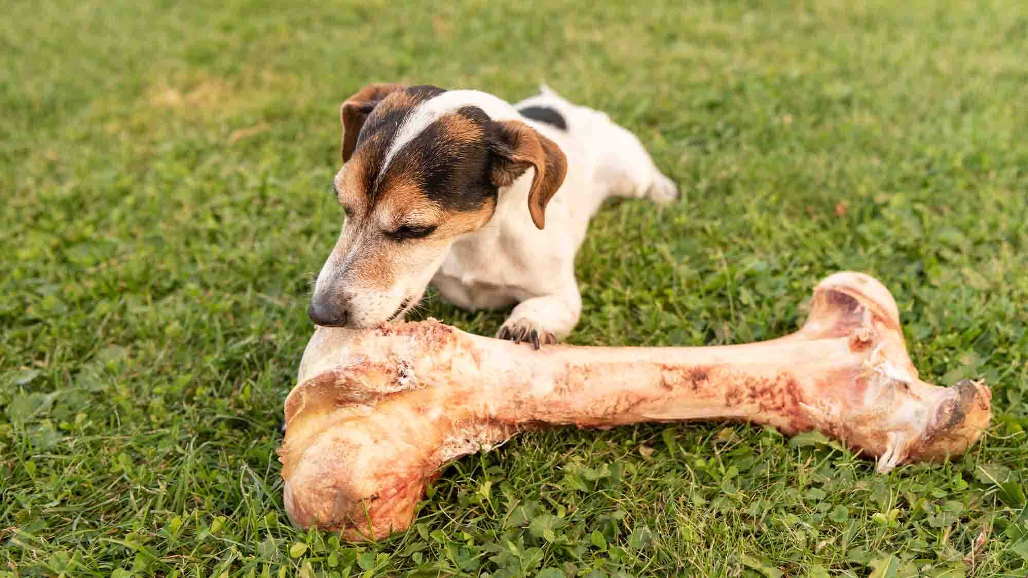 Dog with bone on grassy field