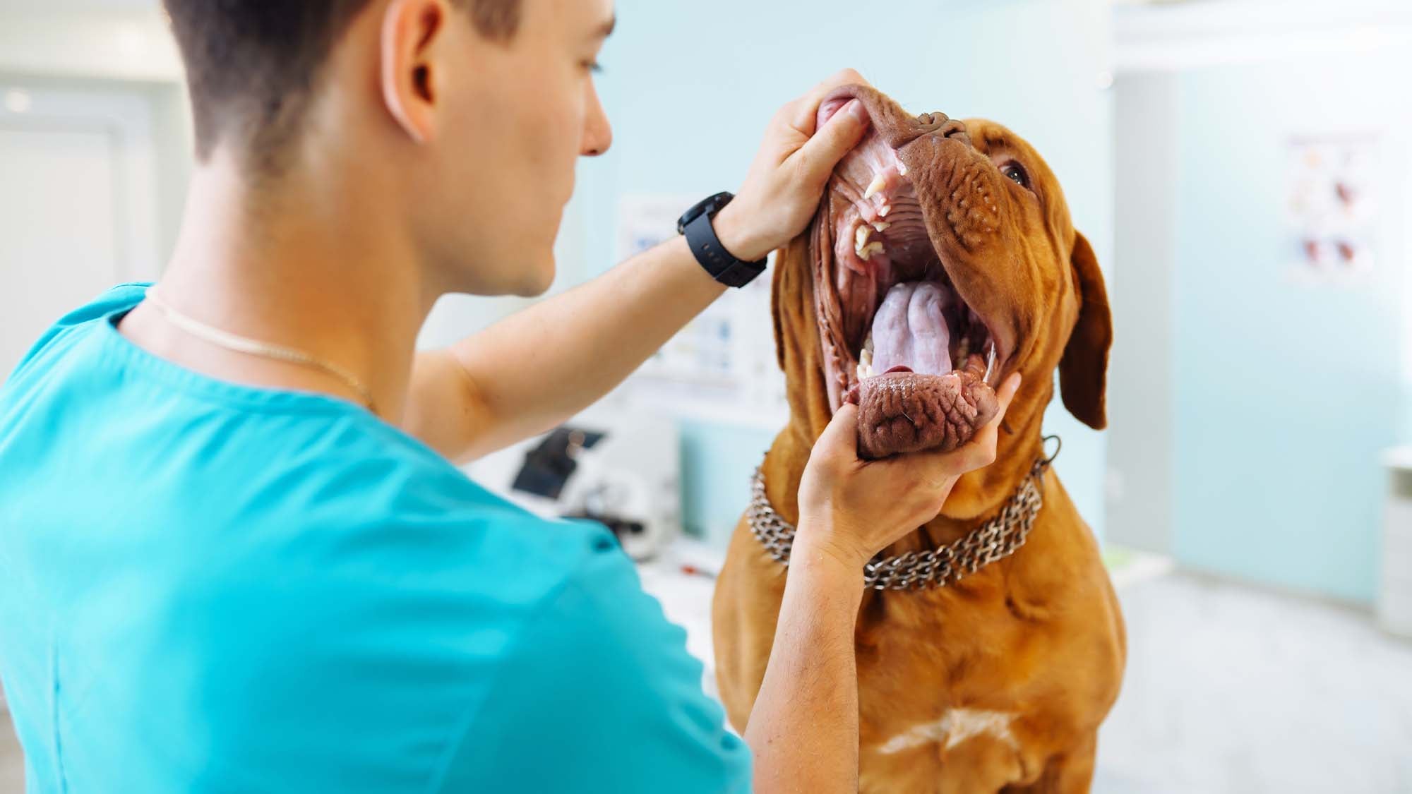 Young man veterinarian examining dog on table in veterinary clinic 