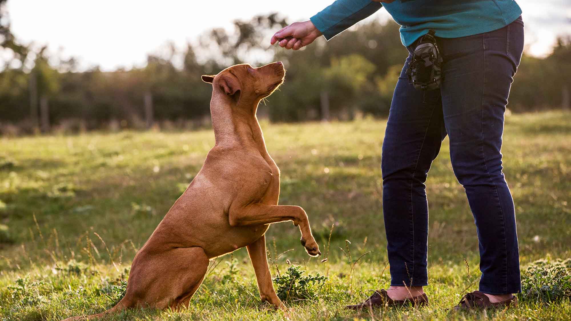 Woman training Vizla dog with a lifted paw sitting in a meadow