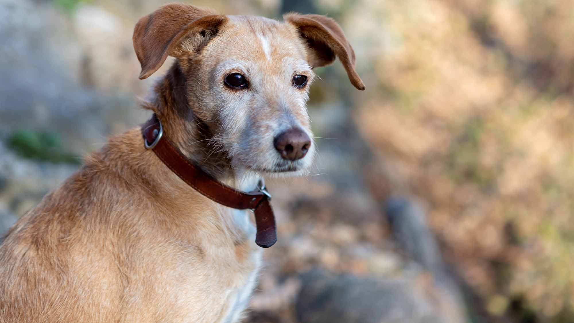 Portrait of senior dog standing outdoors