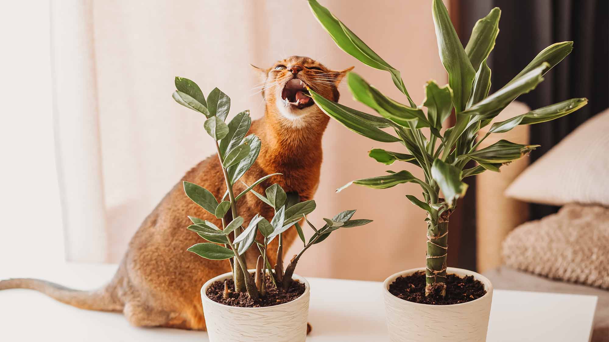 Cat almost eating a leaf of a plant