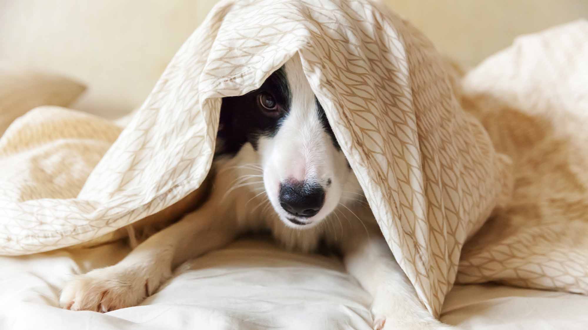 Puppy hiding under a blanket