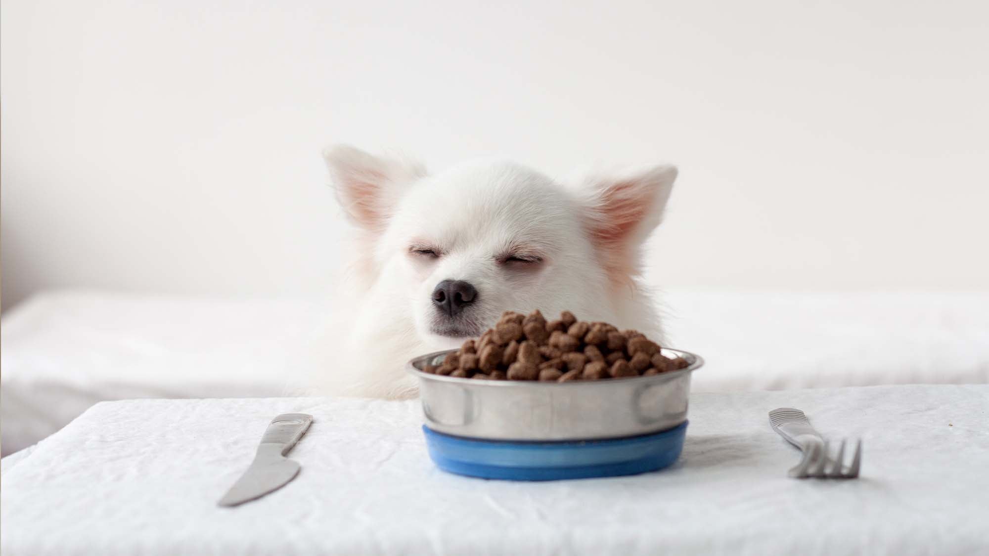 Dog with eyes closed not interested in food bowl