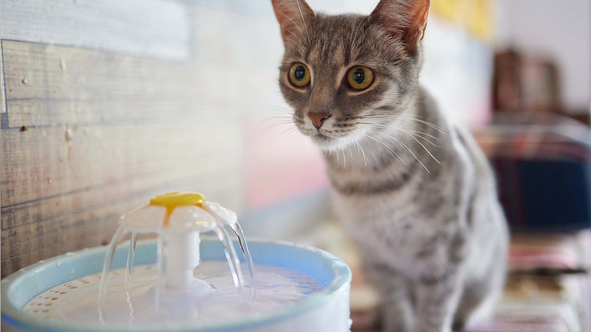 Cat next to a drinking fountain