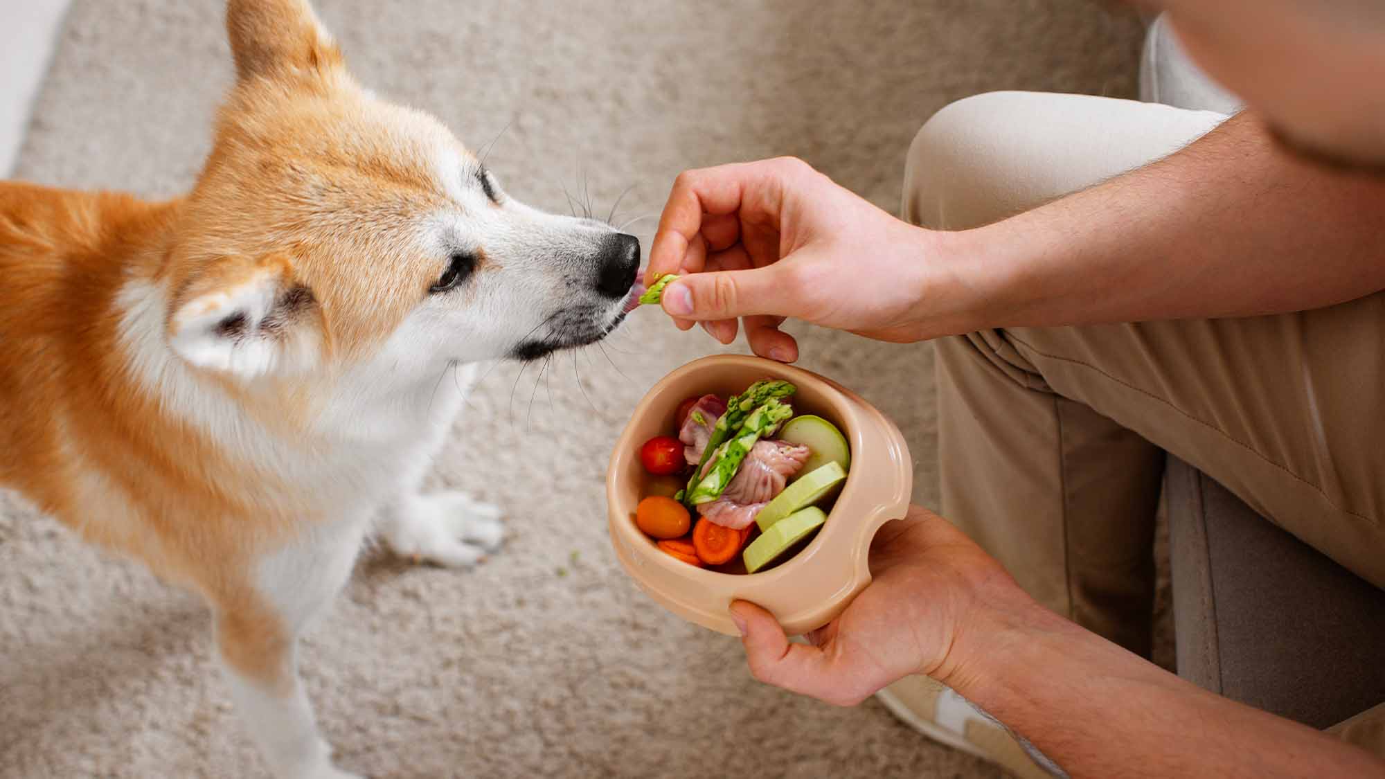 Close up on dog eating healthy food