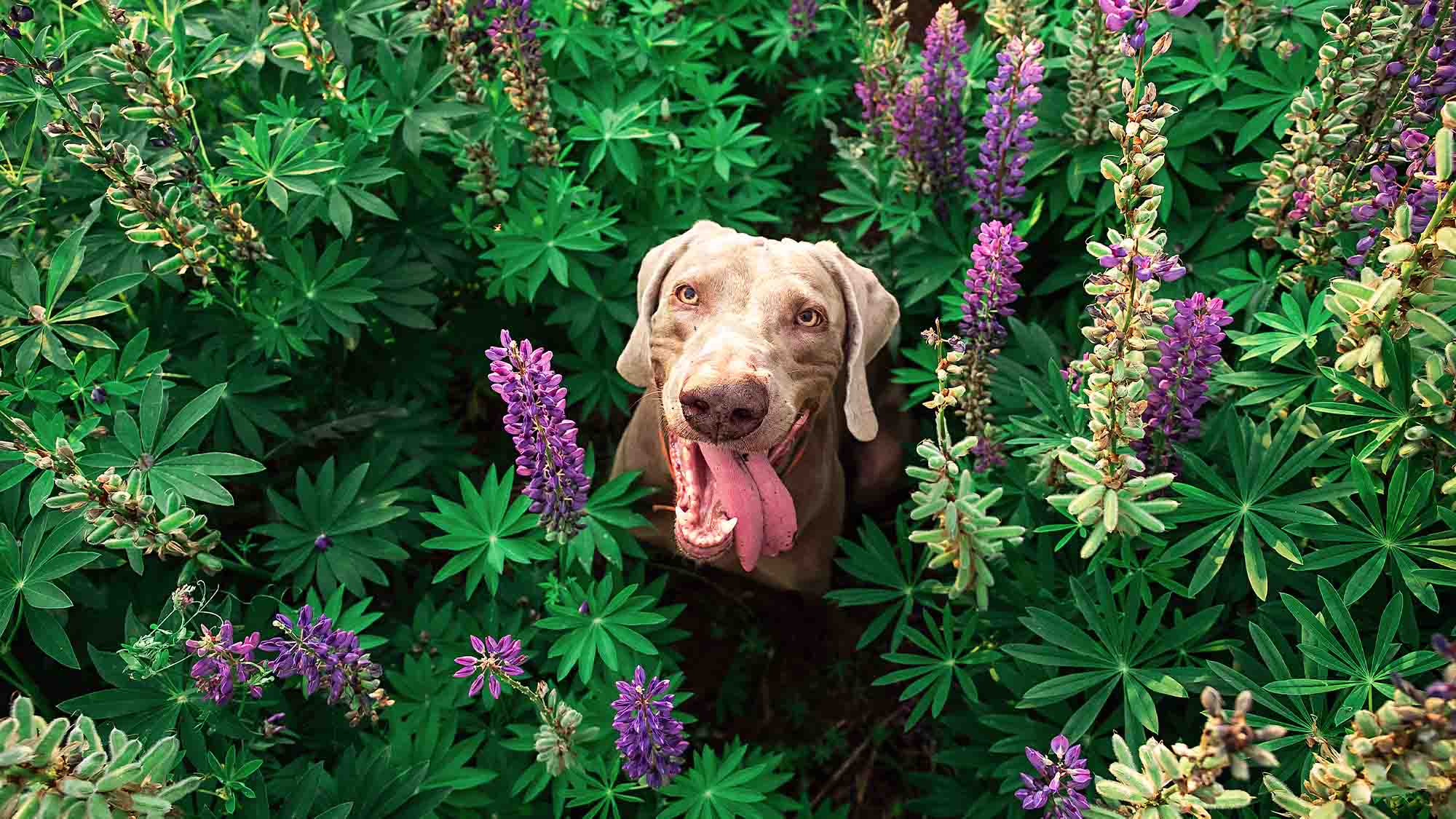 View of a dog amongst plants