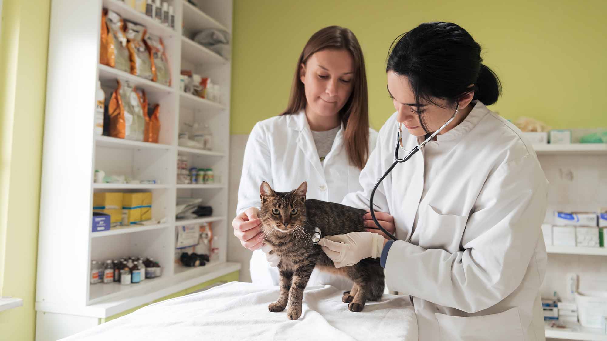 Veterinary team for treating sick cats Maintain animal health