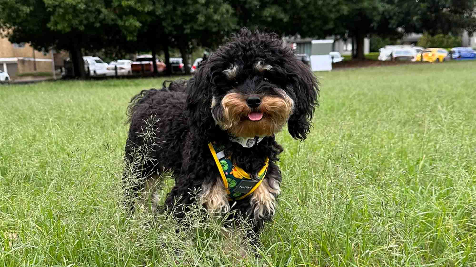 Scout, adorable toy Cavoodle pet ambassador