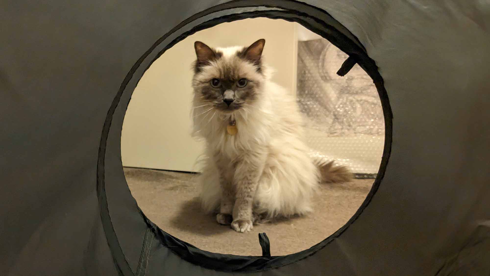 Tenzing, Ragdoll, pet ambassador