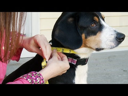 Video: How to Measure Your Dog for Coats & Harnesses