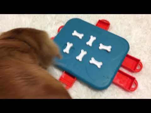 Video - Nina Ottosson Casino puzzle game for Dogs & Cats